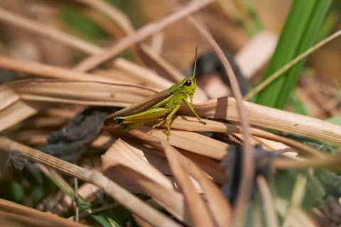 Marsh Grasshopper between straw Foto stock