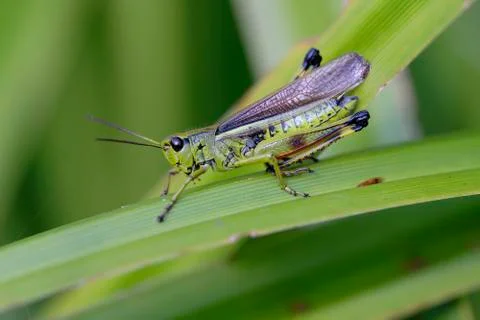 Marsh Grasshopper on a blade of grass -  macro shot 库存照片