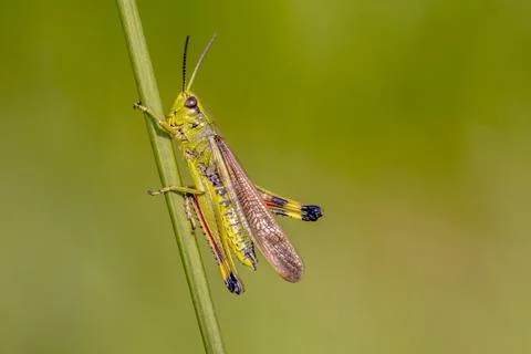 Marsh grasshopper on grass stem Stock Photos