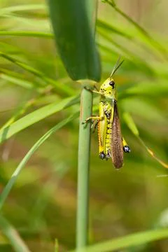 Marsh Grasshopper Stock Photos