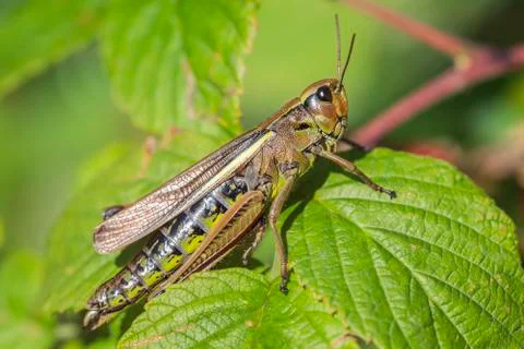 Marsh Grasshopper 库存照片