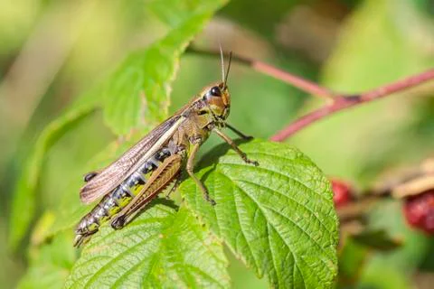 Marsh Grasshopper 库存照片