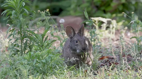 A marsh hare eats grass at Mead Gardens park in Orlando Florida, 4k  Stock Footage 129031253