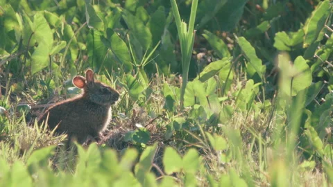 Marsh hare eats grass in the swamp wetlands in Florida Stock Footage 187746491