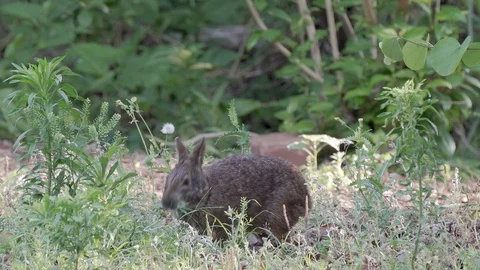 A marsh hare rabbit eats grass at Mead Gardens park in Orlando Florida, 4k  Stock Footage 129035104
