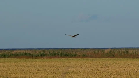 Marsh harrier bird flying and landing in a wheat field Stock Footage 339541461