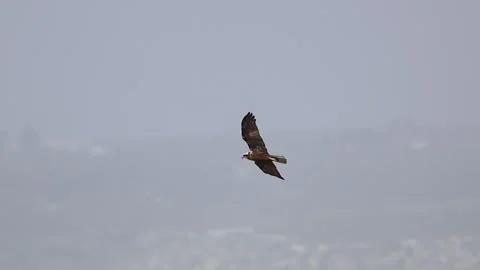 Marsh Harrier Bird of Prey Soaring in Slow Motion Stock Footage 333589011