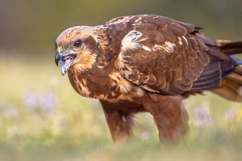 Marsh harrier female close up Stock Photos