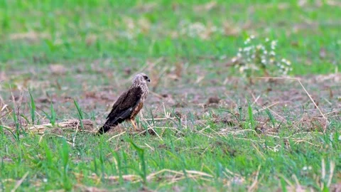 A marsh harrier in a field Stock Footage 312624332