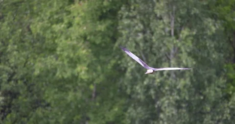 Marsh harrier in flight, 4K slomo Stock Footage 169482911