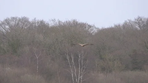 Marsh Harrier flying and diving Video stock 104721130