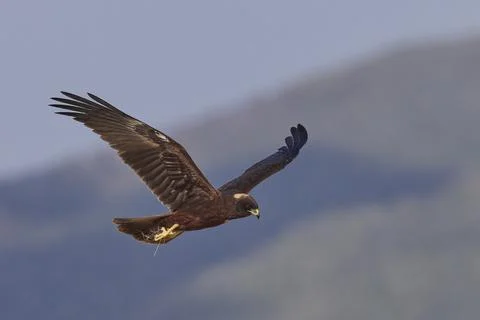 Marsh harrier on the hunt Stock Photos