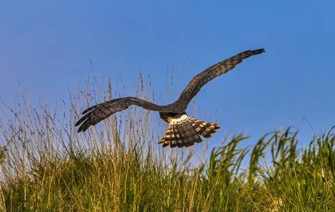Marsh harrier on the hunt Stock Photos