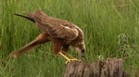 Marsh harrier on a meadow Stock Footage 67537730