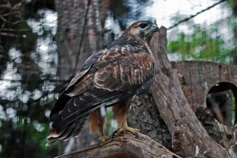 Marsh harrier Stock Photos
