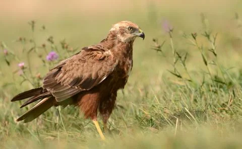 Marsh harrier Stock Photos