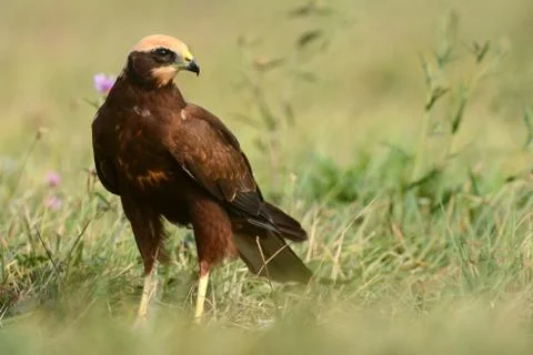 Marsh harrier Stock Photos