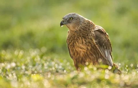 Marsh harrier Stock Photos