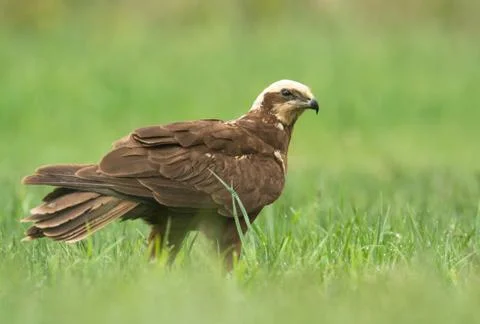 Marsh harrier Stock Photos