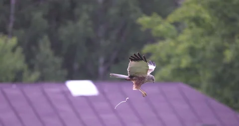 Marsh harrier poop in flight, 4K slomo Stock Footage 169482932