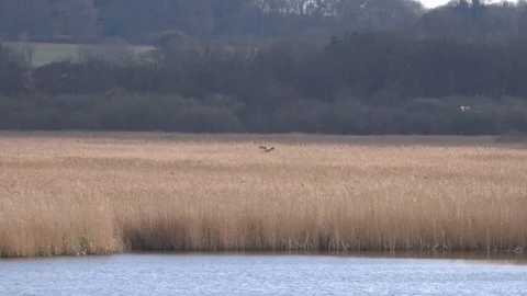 Marsh Harriers fighting Video stock 106119419