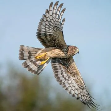Marsh Hawk Stock Photos