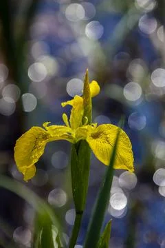 Marsh iris flower with water drops on the background of the sun glare of the Stock Photos