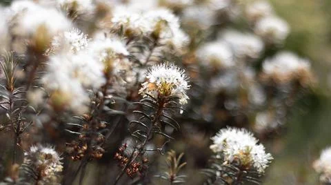Marsh Labrador Tea clump. Fotos Stock