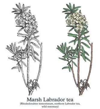 Marsh Labrador tea. Colorful vector hand drawn plant. Vintage medicinal sketch Stock Illustration