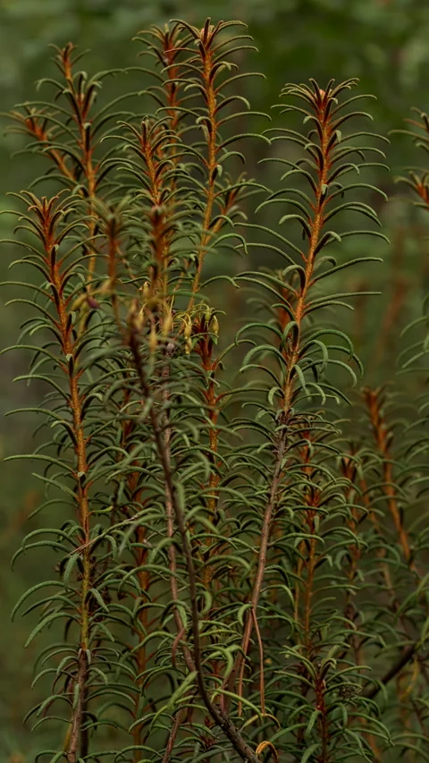 Marsh Labrador tea in late summer. Vertical video. Stock Footage 284083999