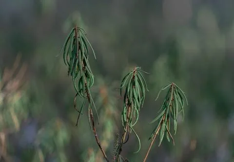 Marsh Labrador Tea Plant in the Forest Stock Photos