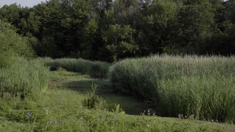 Marsh land Stock-Footage 133552033