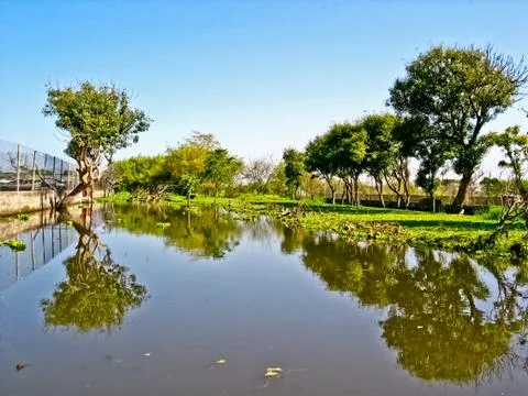 The marsh land Фото