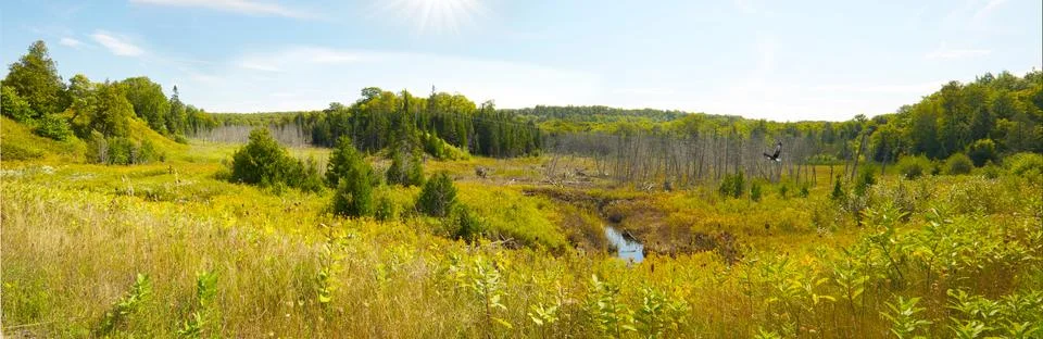 Marsh landscape. Stock Photos