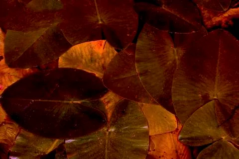 Marsh leaves Stock Photos