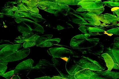 Marsh leaves Stock Photos