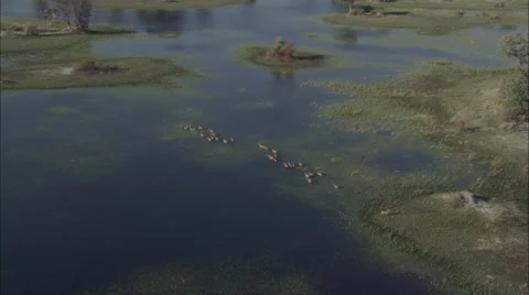 Marsh Lechwe Antelope Grazing Stock Footage 44693958