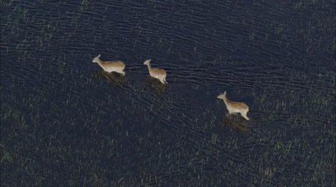 Marsh Lechwe Antelope Grazing Stock Footage 44693986