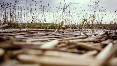 Marsh with low water levels. Stock Footage 89132133