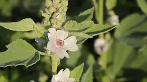 Marsh mallow (Althaea officinalis) Stock Footage 18082042