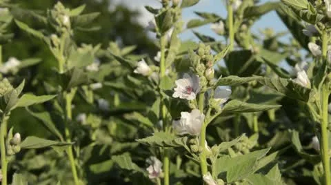 Marsh mallow (Althaea officinalis) Video stock 18082060