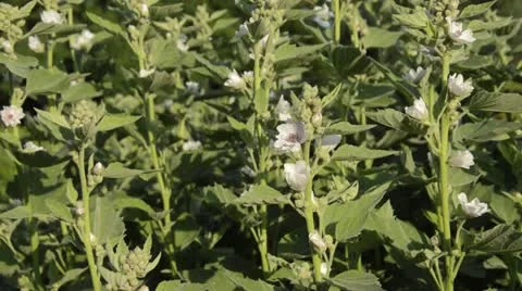 Marsh mallow (Althaea officinalis) Stock Footage 18082091