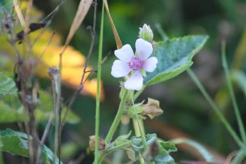 Marsh-mallow in bloom closeup view with selective focus on foreground Stock Photos