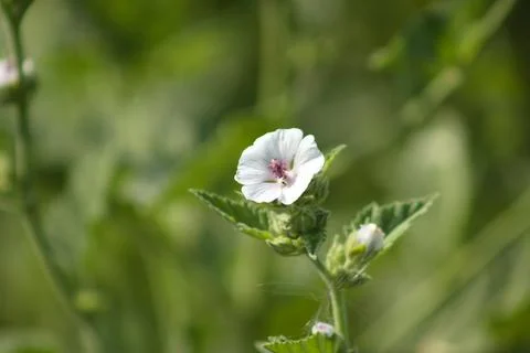Marsh-mallow in bloom closeup view with selective focus on foreground Stock Photos