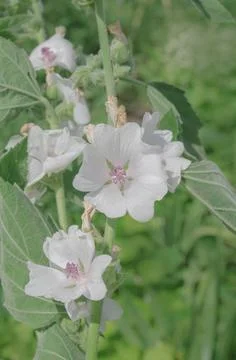 Marsh mallow flower Fotos Stock