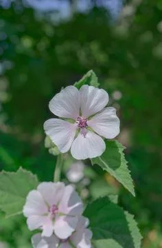 Marsh mallow flower 스톡 사진