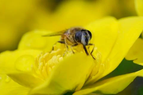 Marsh marigold with a bee Stock Photos