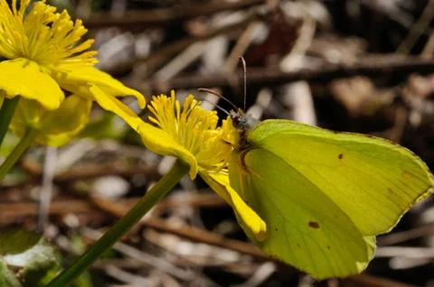 Marsh marigold butterfly Stock Photos