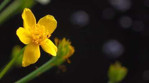 Marsh marigold ( caltha palustris ) flowers next to a small pond Video stock 37291653