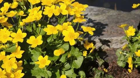 Marsh marigold (Caltha palustris) Stock Footage 13996531